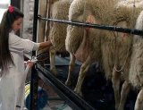 Nutrigenmica: investigadores argentinos logran producir leche de mayor calidad